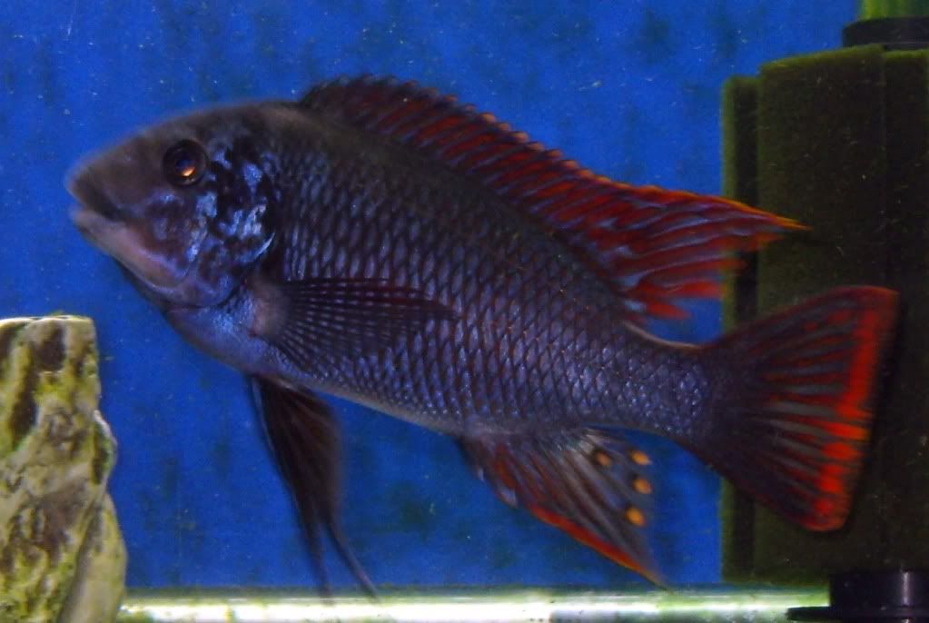 Wild+caught+tanganyika+cichlids+for+sale