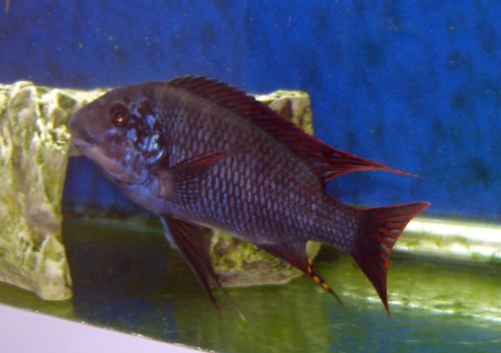 Wild+caught+tanganyika+cichlids+for+sale