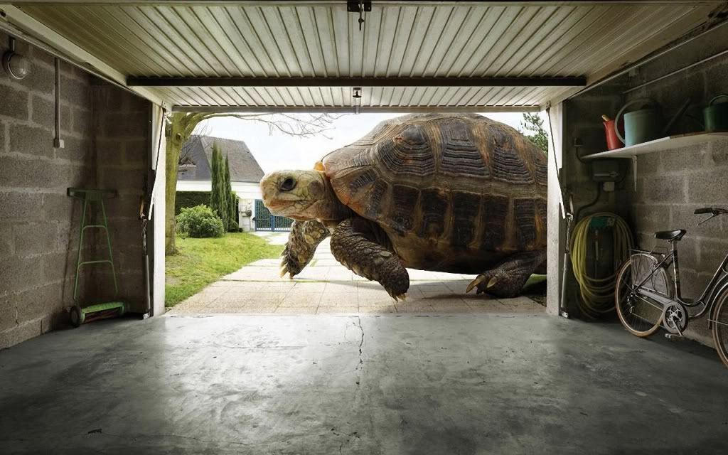 huge_tortoise-1280x800.jpg