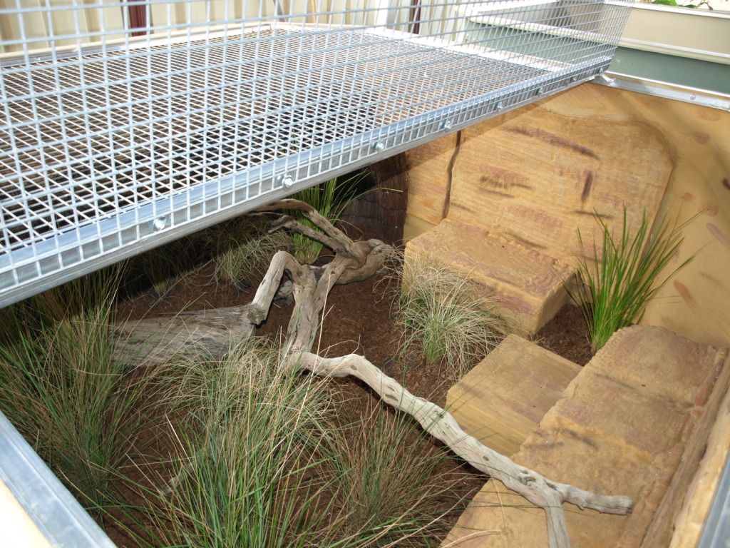 Venomous Snake Enclosure Design Aussie Pythons and Snakes