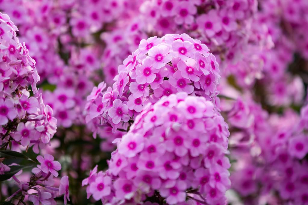 IMAGE: http://i1096.photobucket.com/albums/g333/samandsandy/Phlox1of1.jpg