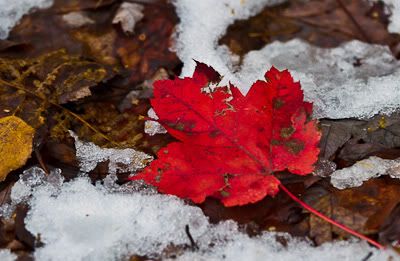 IMAGE: http://i1096.photobucket.com/albums/g333/samandsandy/_MG_1030.jpg