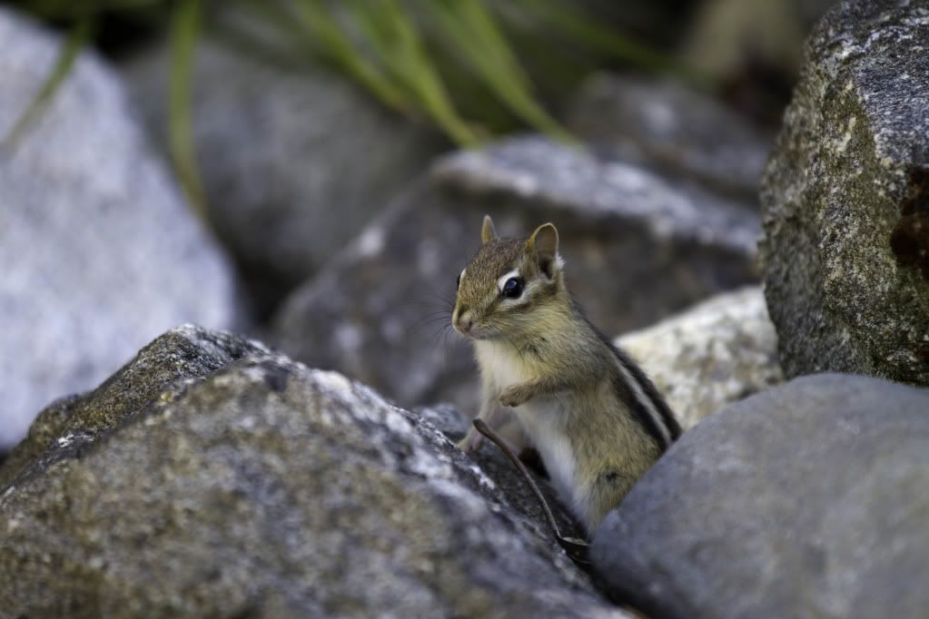 IMAGE: http://i1096.photobucket.com/albums/g333/samandsandy/chipmunk.jpg