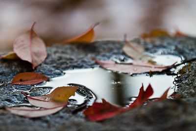 IMAGE: http://i1096.photobucket.com/albums/g333/samandsandy/frozenleaves00000-3.jpg