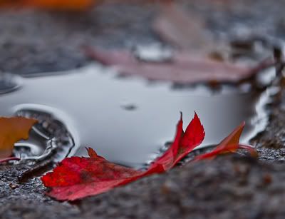 IMAGE: http://i1096.photobucket.com/albums/g333/samandsandy/frozenleaves00000-4.jpg