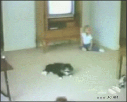 Image: http://i1096.photobucket.com/albums/g335/SirWinsAlot/cat_run_over_by_car_zps1yfuhihf.gif