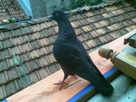 Jual Jual Burung Dara Merpati Tinggi Surya Market Pets