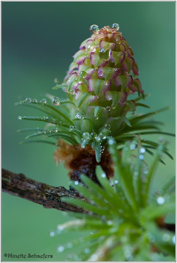 Fotografie