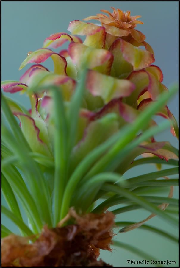 Fotografie