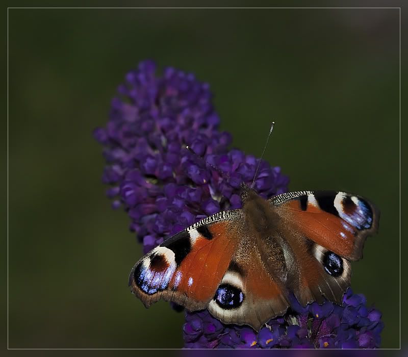 Fotografie