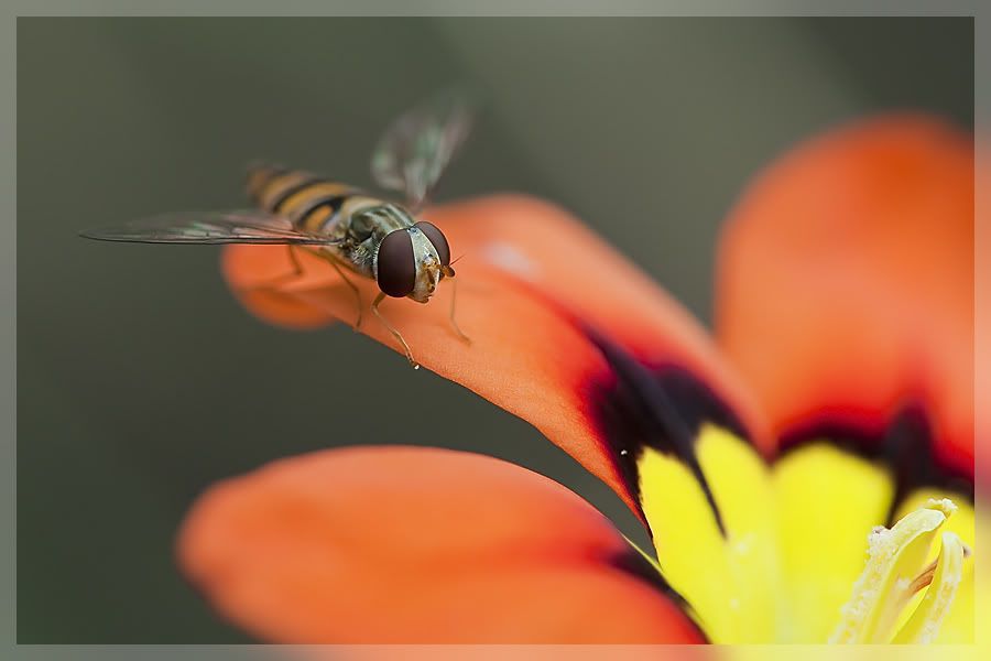 Fotografie