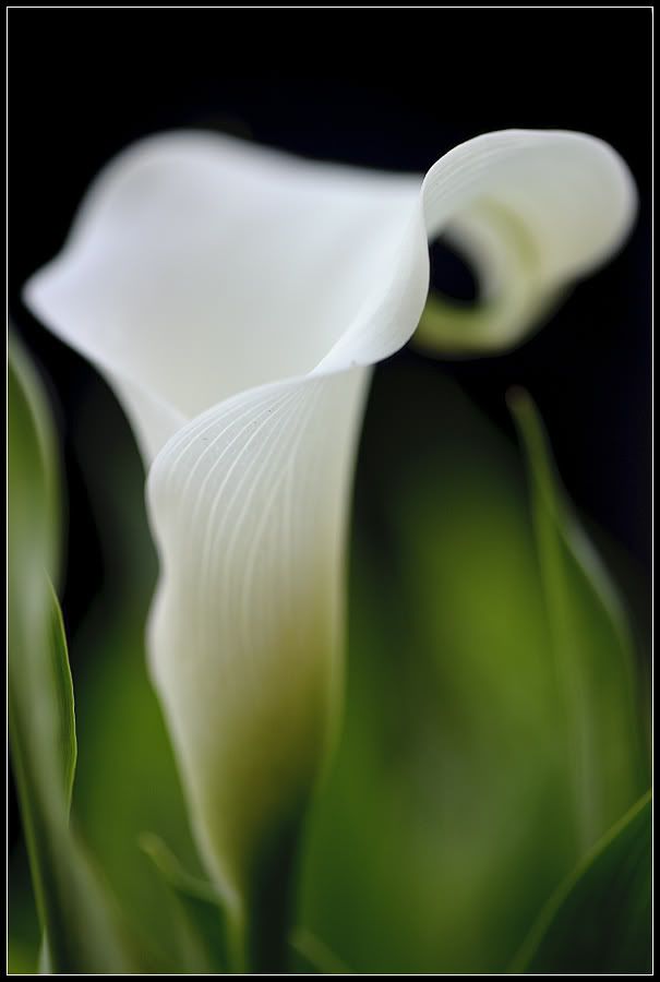 Fotografie