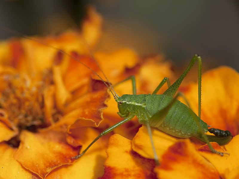 Fotografie