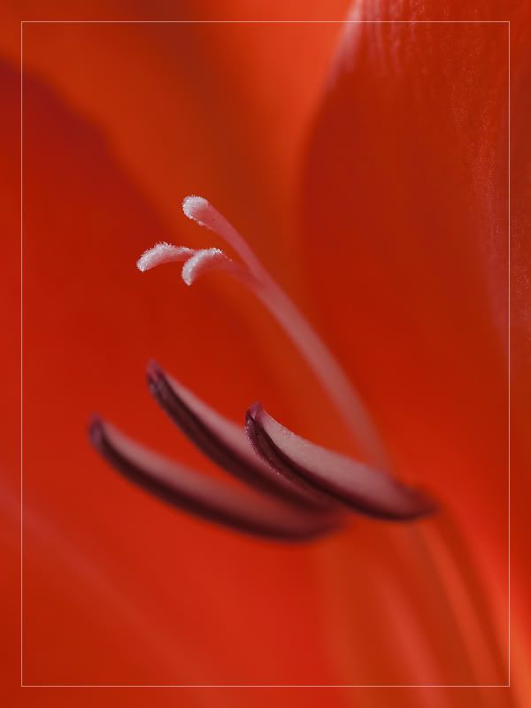 Fotografie