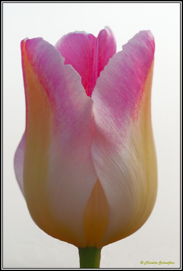 Fotografie