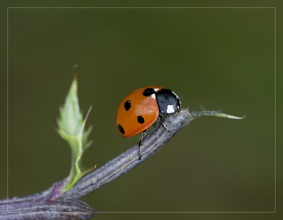 Fotografie
