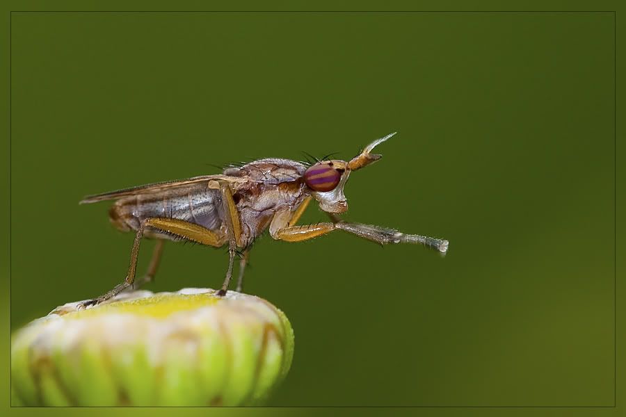 Fotografie