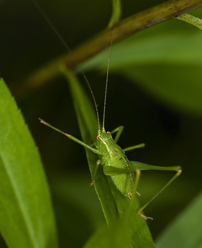 Fotografie