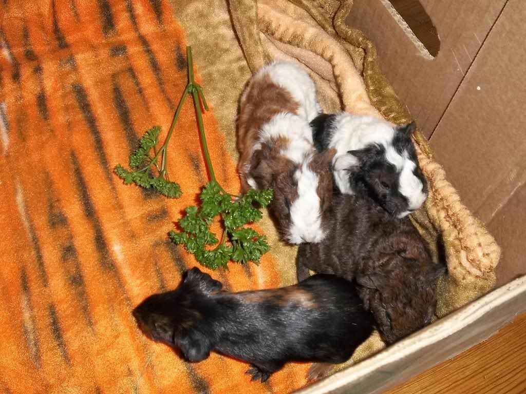 Piggies001-1.jpg