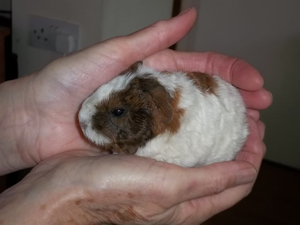 Piggies002-1.jpg