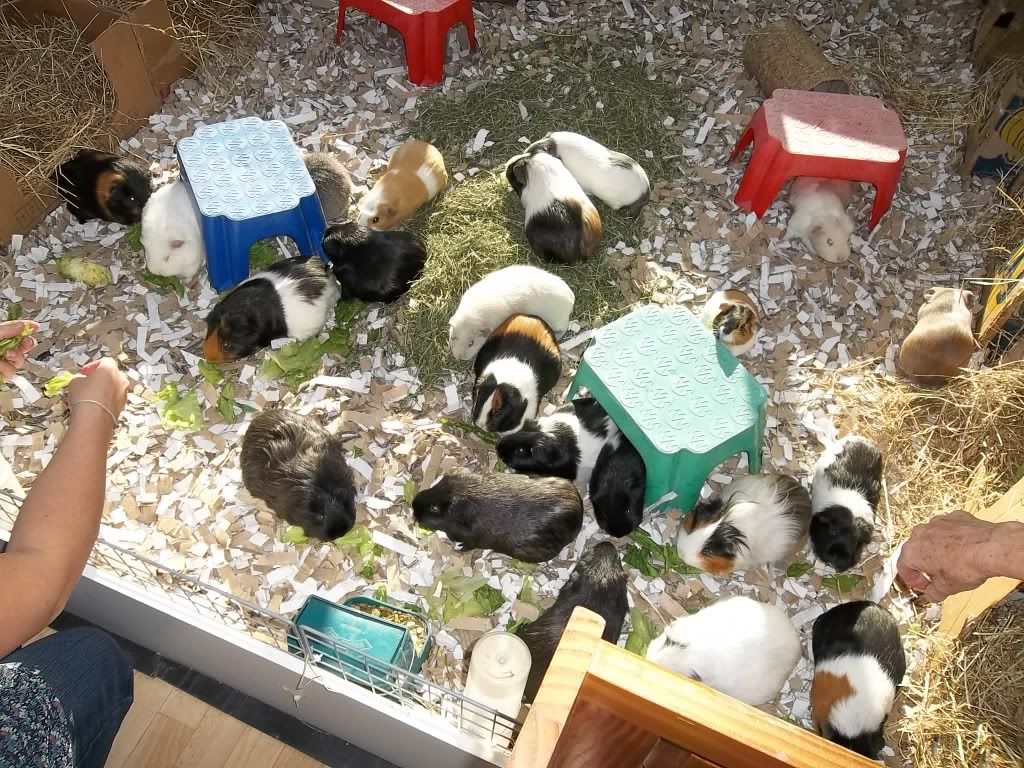 Piggies002.jpg