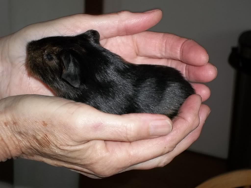 Piggies003-1.jpg
