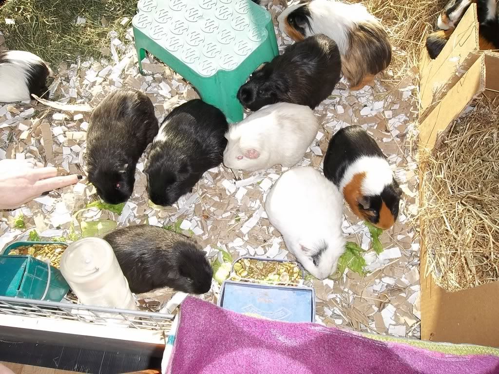 Piggies003.jpg