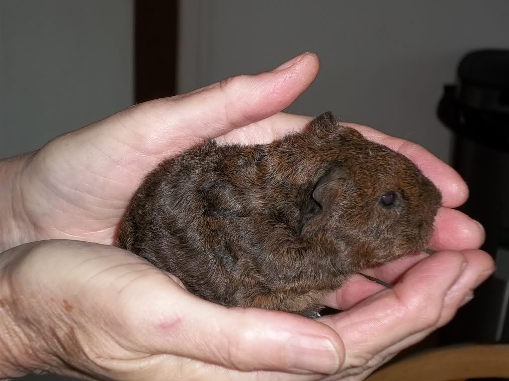 Piggies004-1.jpg