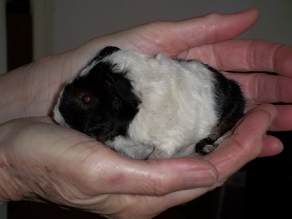 Piggies005-1.jpg