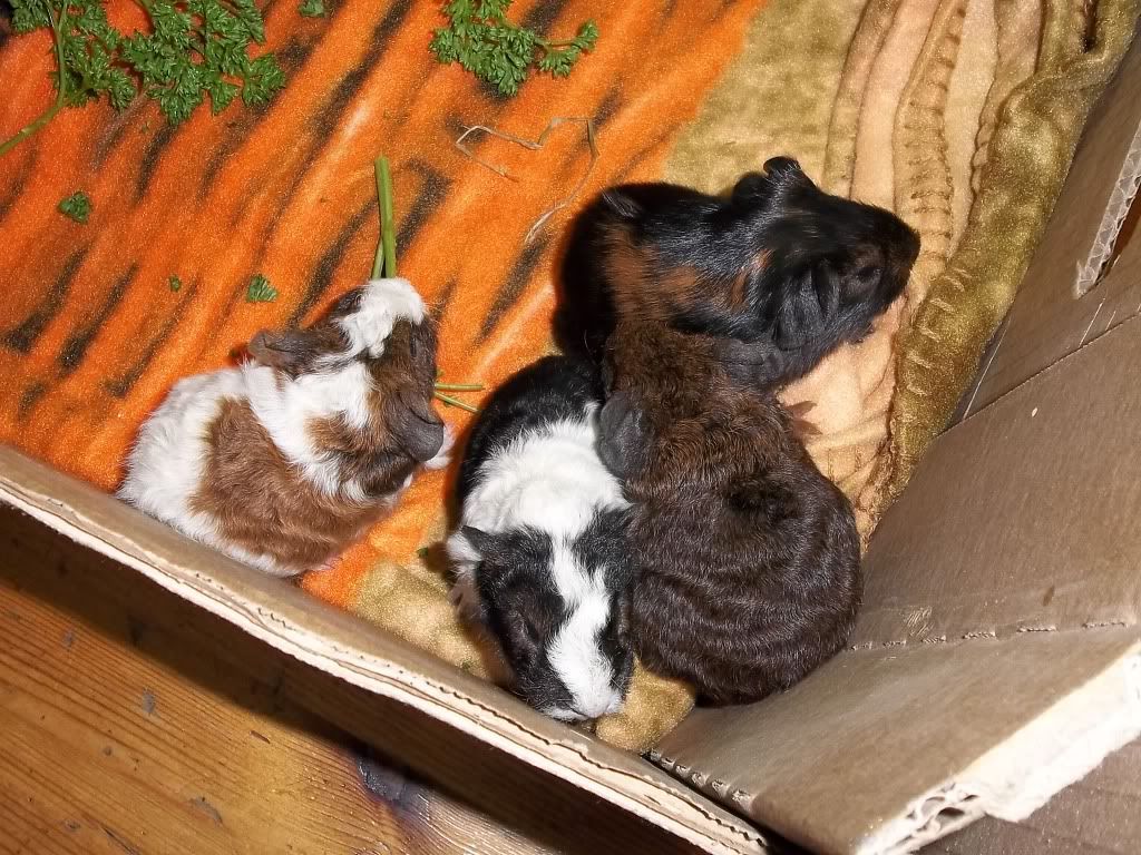 Piggies006-1.jpg