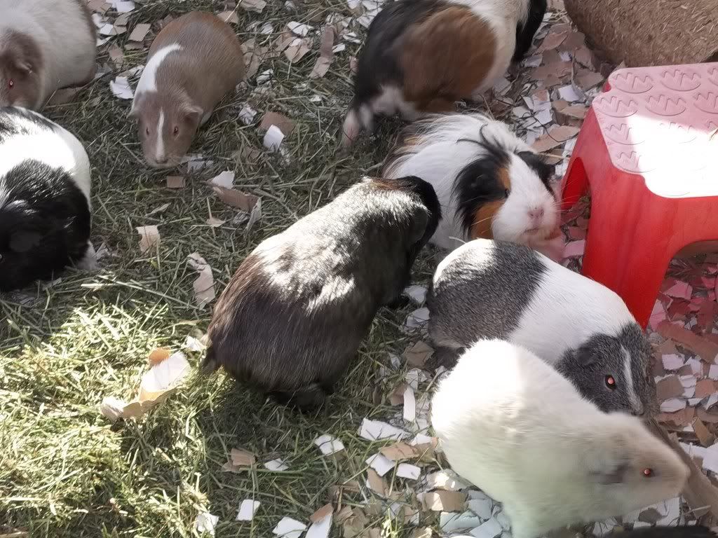 Piggies006.jpg