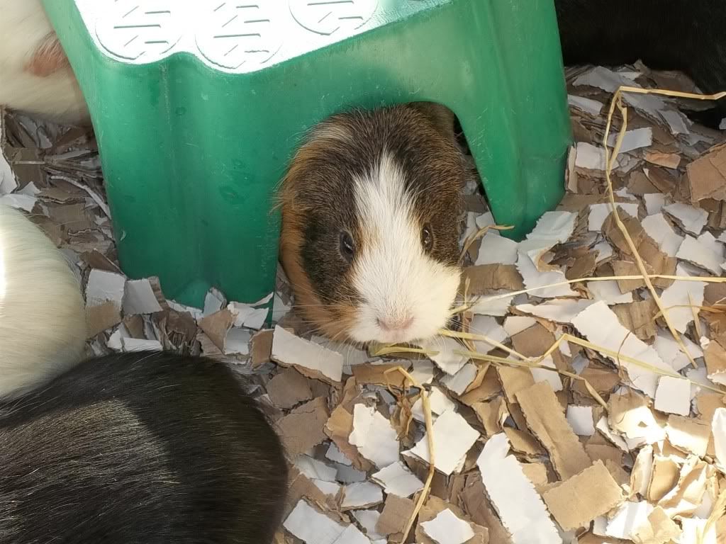 Piggies009.jpg