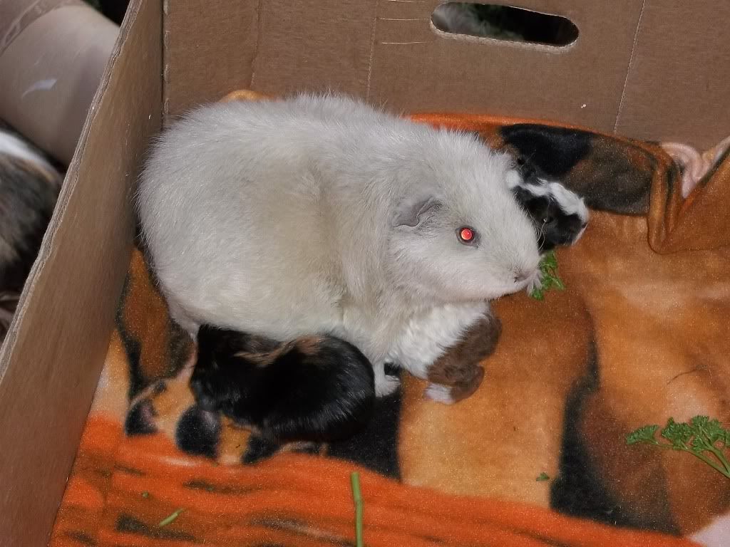 Piggies014-1.jpg