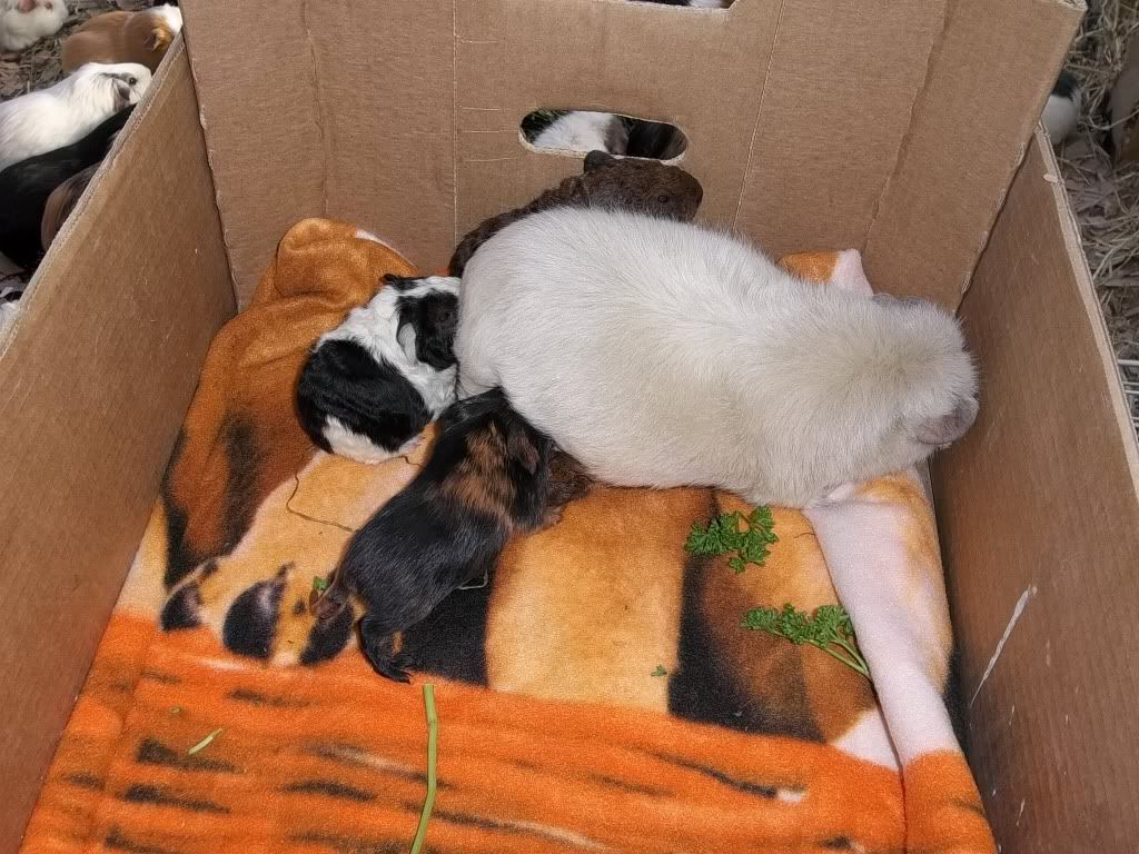 Piggies016-1.jpg