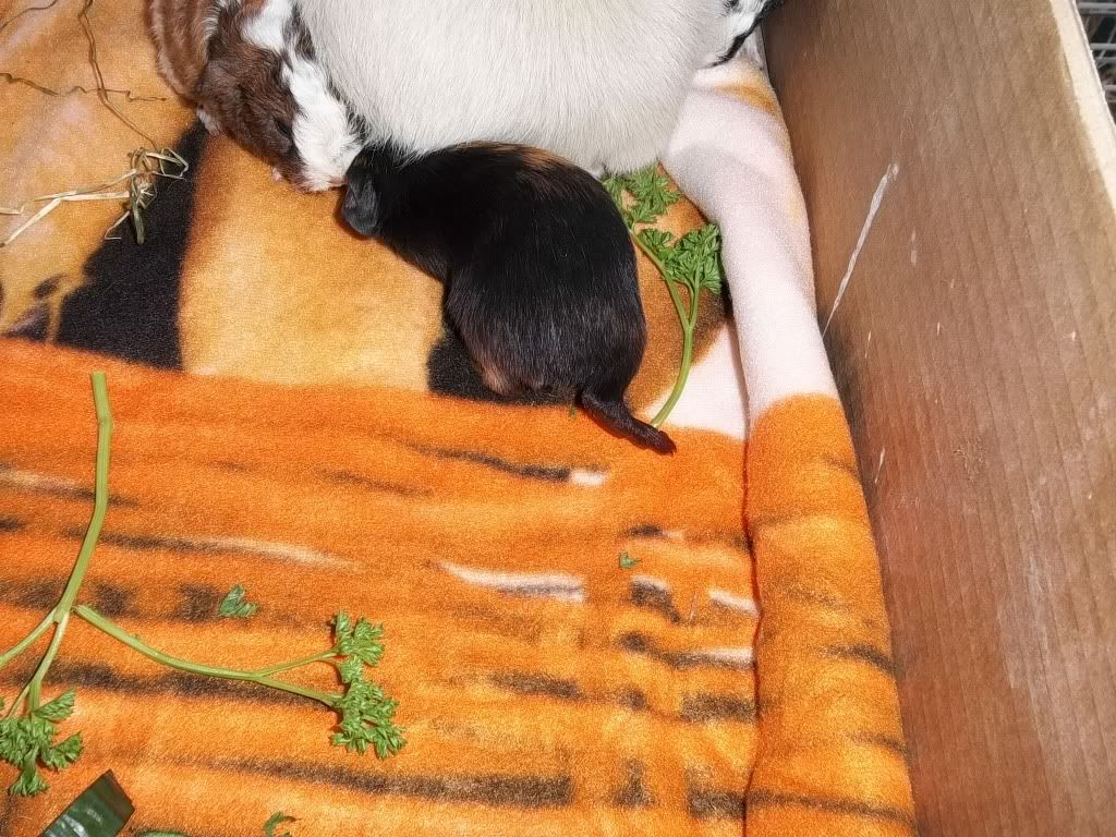 Piggies017-1.jpg