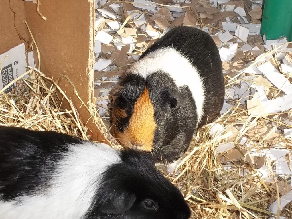 Piggies017.jpg