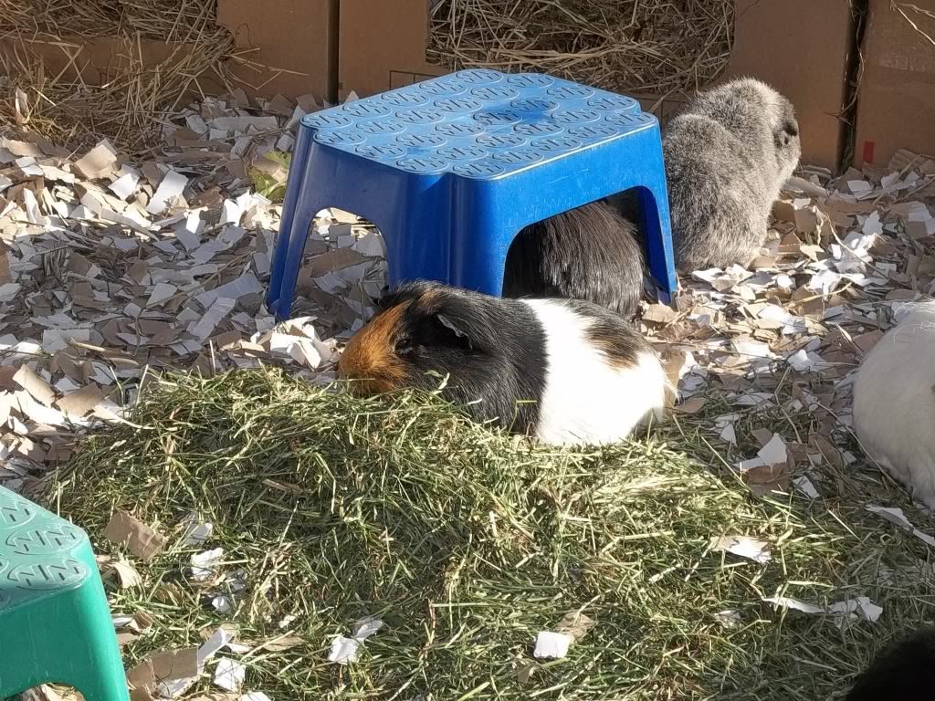 Piggies025.jpg