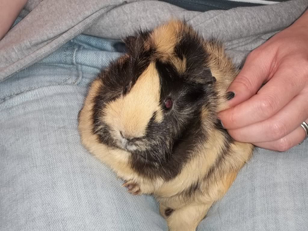 Piggies034.jpg
