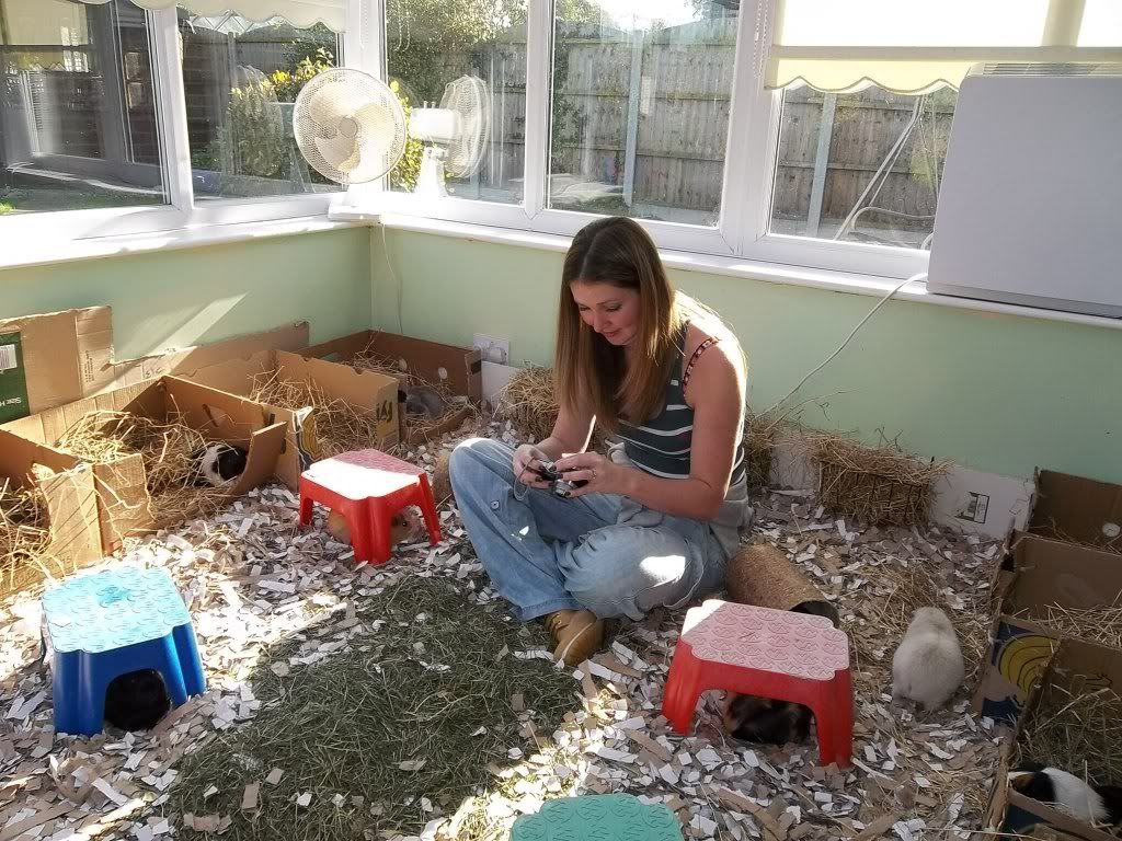 Piggies044.jpg