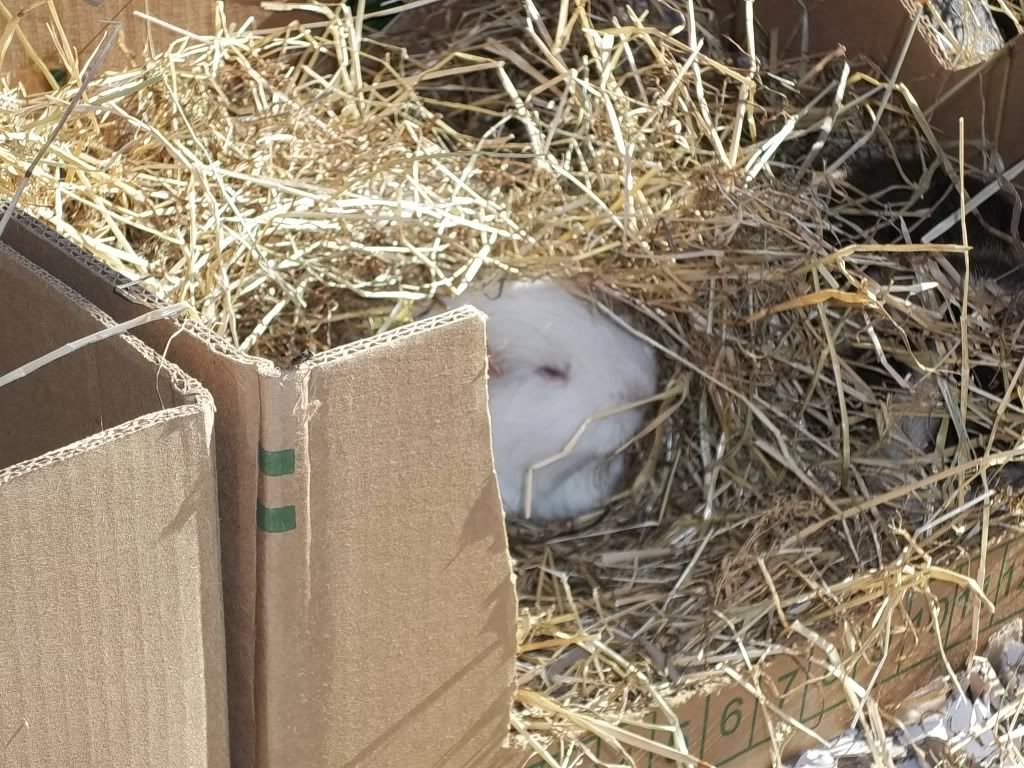 Piggies045.jpg