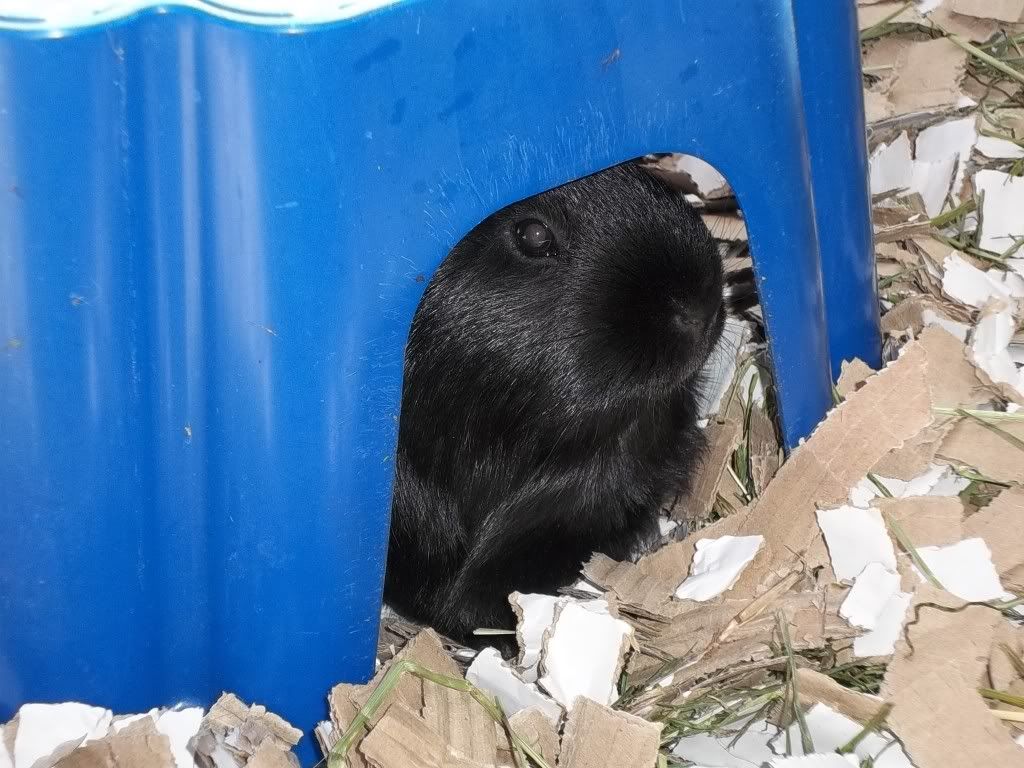 Piggies046.jpg