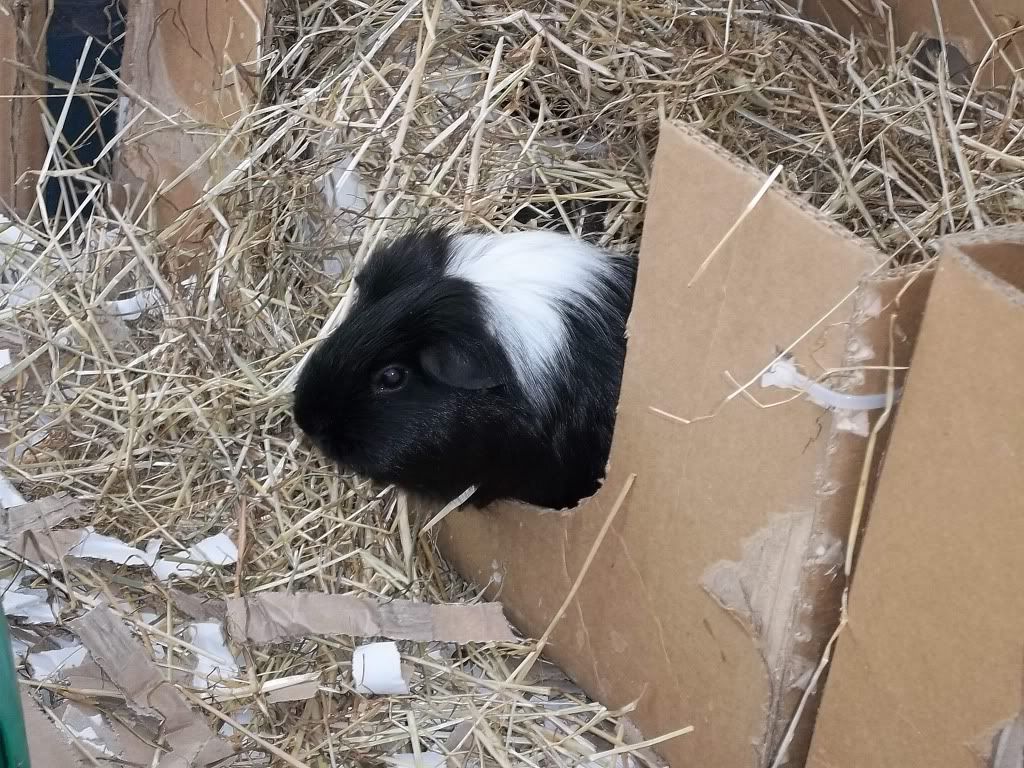 Piggies055.jpg