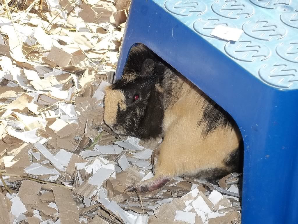 Piggies056.jpg
