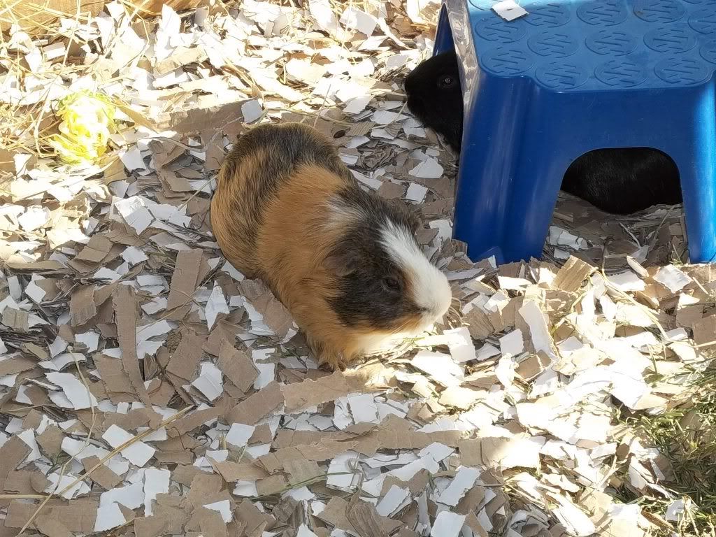 Piggies066.jpg