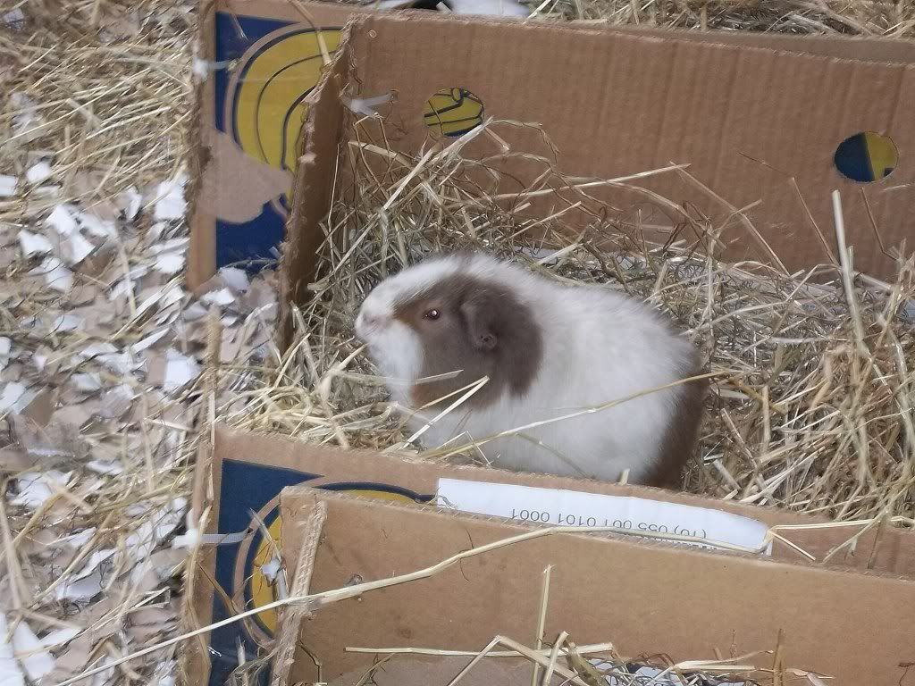 Piggies067.jpg