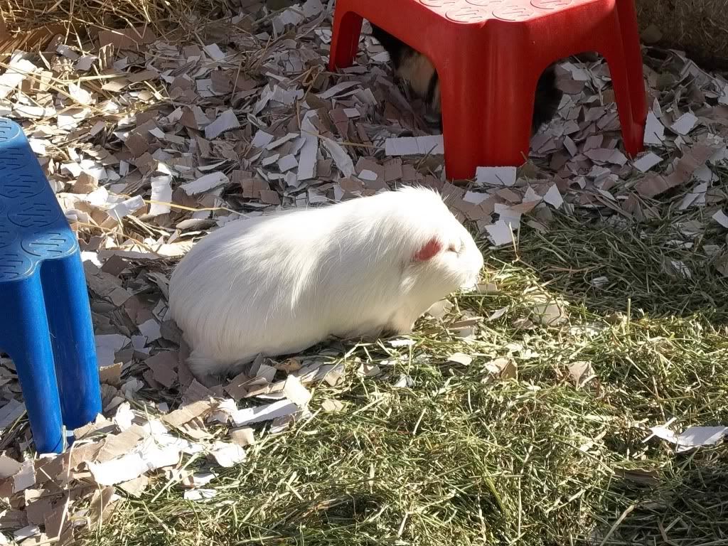 Piggies068.jpg