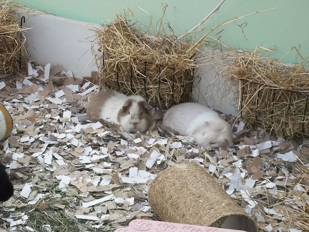 Piggies072.jpg