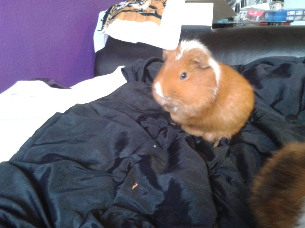 2013-03-16133308_zpsa9de982b.jpg