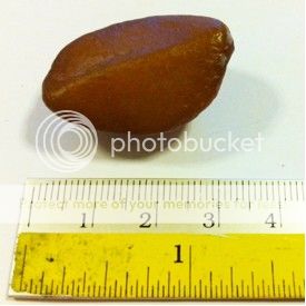 SUPER RARE Wild Borneo RED SALAK Fruit 3seeds *FRESH*UNIQUE*  