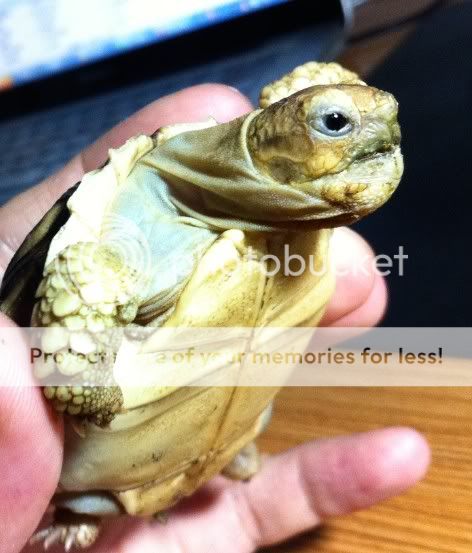 sulcata mouth problem | Tortoise Forum